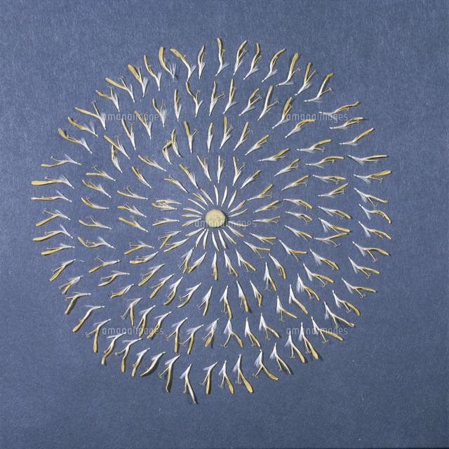 タンポポの花分解 の写真素材 イラスト素材 アマナイメージズ