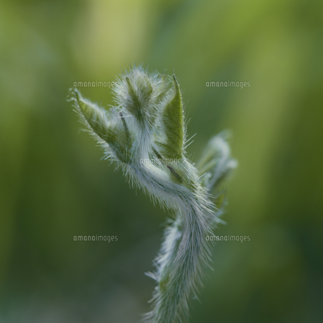 アサガオのつるの成長点 クローズアップ の写真素材 イラスト素材 アマナイメージズ