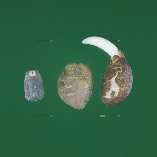 アサガオのタネの変化 左から 水を吸う前 吸った後 発芽の始 の写真素材 イラスト素材 アマナイメージズ