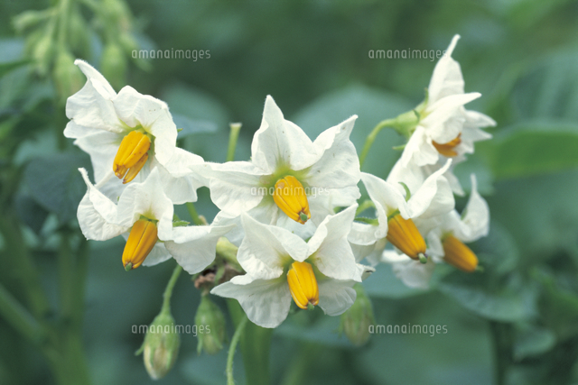 ジャガイモの花 の写真素材 イラスト素材 アマナイメージズ