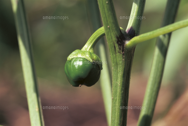 ピーマンの結実 6 8 実がふくらむ の写真素材 イラスト素材 アマナイメージズ