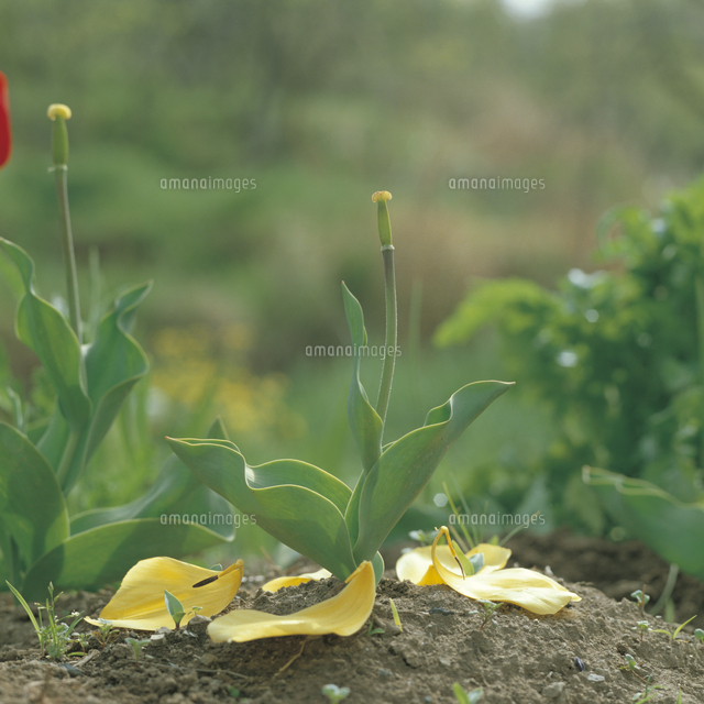 チューリップの生長 8 花が散る の写真素材 イラスト素材 アマナイメージズ