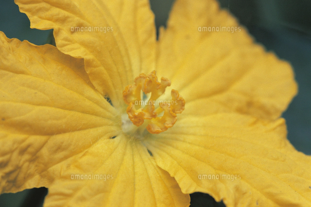 トウモロコシの雌しべと子房 の写真素材 イラスト素材 アマナイメージズ