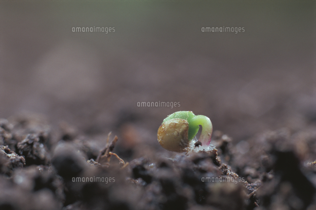 オランダイチゴ イチゴ の芽生え の写真素材 イラスト素材 アマナイメージズ
