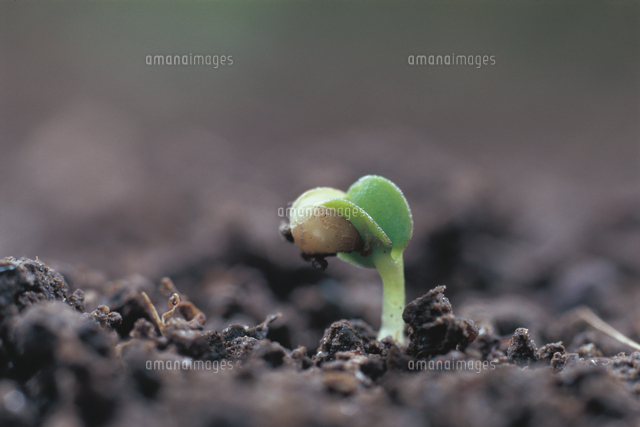 オランダイチゴ イチゴ の芽生え の写真素材 イラスト素材 アマナイメージズ