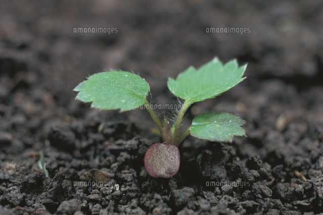 オランダイチゴ イチゴ の芽生え の写真素材 イラスト素材 アマナイメージズ