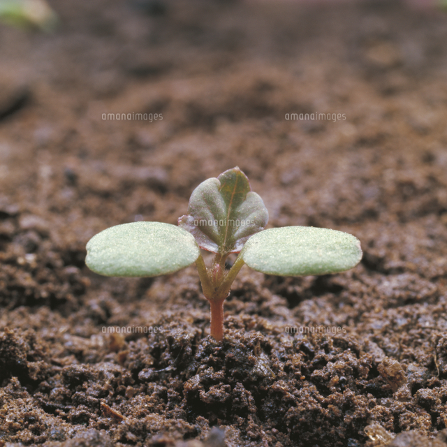 オランダイチゴ イチゴ の芽生え 連続 3 5 の写真素材 イラスト素材 アマナイメージズ