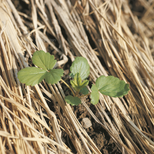 オランダイチゴ イチゴ の芽生え 連続 5 5 の写真素材 イラスト素材 アマナイメージズ