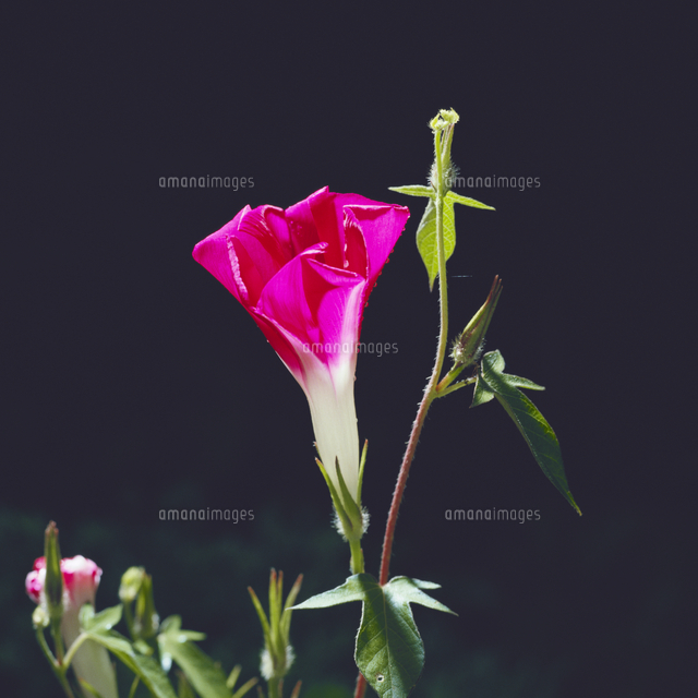 アサガオの開花 プロセス 3 開きはじめる の写真素材 イラスト素材 アマナイメージズ