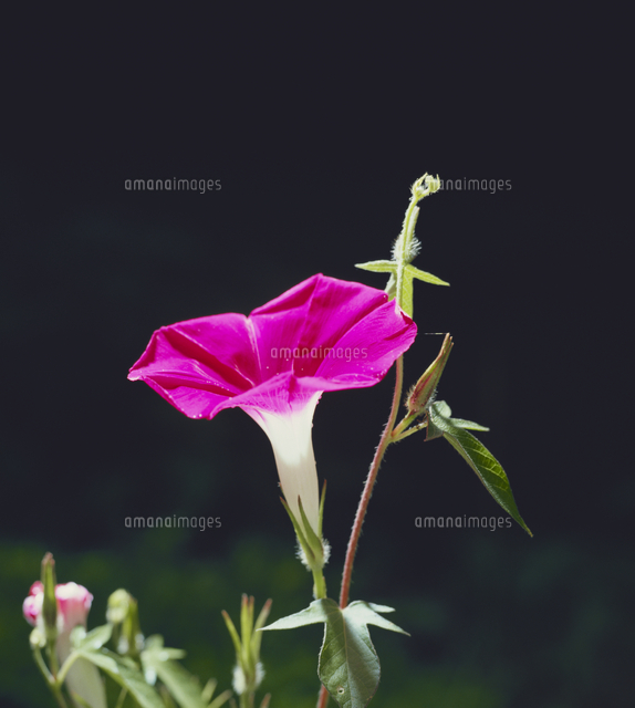 アサガオの開花 プロセス 4 開花 の写真素材 イラスト素材 アマナイメージズ