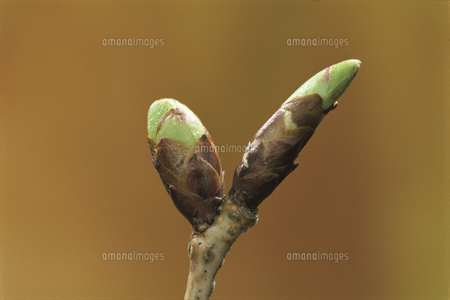 ヤマザクラの冬芽 花芽と葉芽 の写真素材 イラスト素材 アマナイメージズ