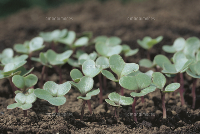 キャベツの芽生え 双葉 の写真素材 イラスト素材 アマナイメージズ