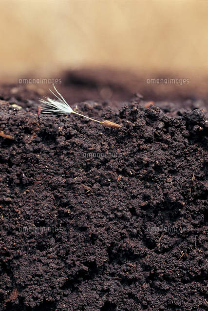 タンポポの仲間 根のプロセス 連続 1 11 の写真素材 イラスト素材 アマナイメージズ