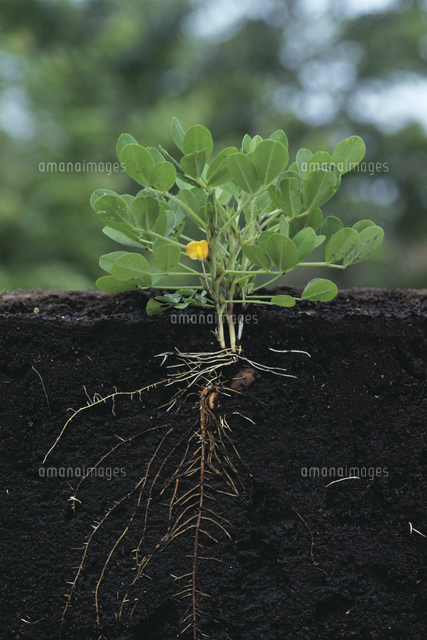 ラッカセイ ナンキンマメ ピーナッツ の成長 1 A 花が咲 の写真素材 イラスト素材 アマナイメージズ