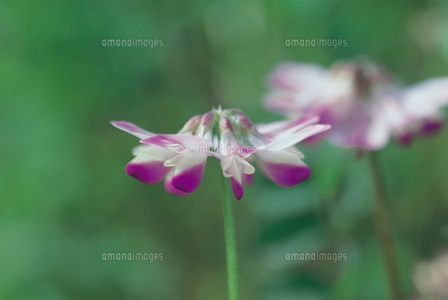 ゲンゲ レンゲソウ の花 1 A 朝 横から の写真素材 イラスト素材 アマナイメージズ