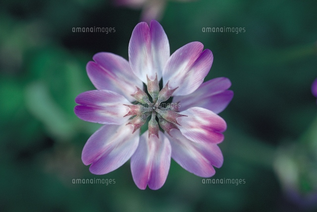 ゲンゲ レンゲソウ の花 3 B 夕暮れ 上から の写真素材 イラスト素材 アマナイメージズ