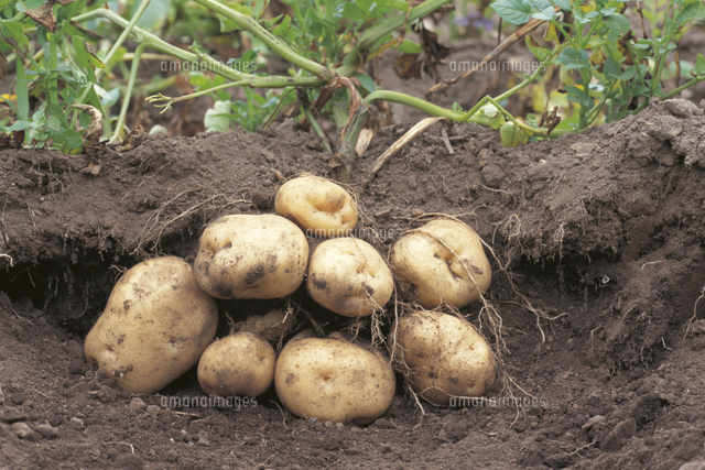 地中から掘り出されたジャガイモ の写真素材 イラスト素材 アマナイメージズ