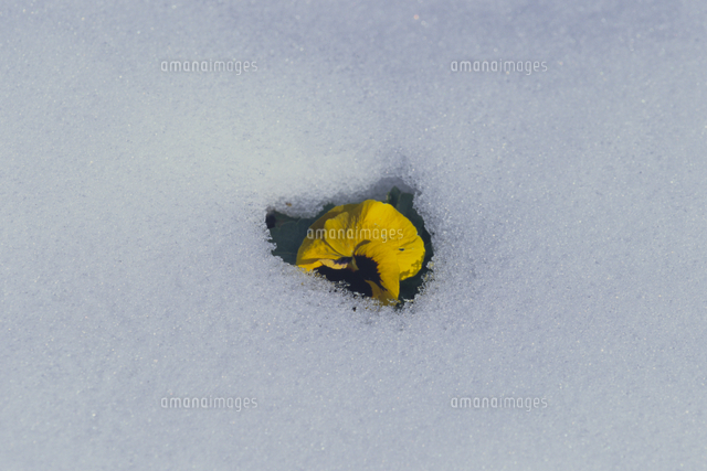 雪の中で咲くパンジー の写真素材 イラスト素材 アマナイメージズ