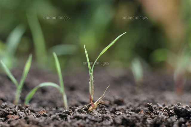 ススキの芽生 の写真素材 イラスト素材 アマナイメージズ
