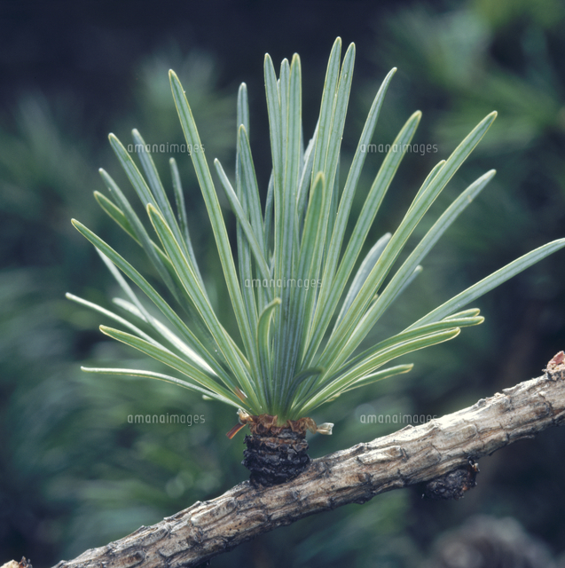 カラマツの葉[32165001164]の写真・イラスト素材｜アマナイメージズ