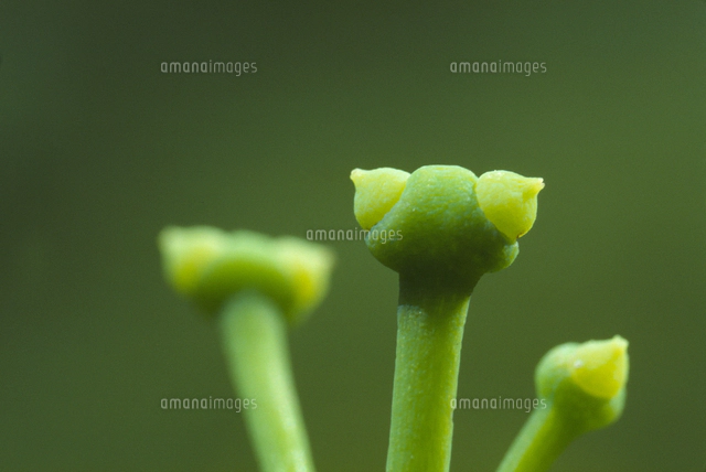 クヌギ 落ちた雄花の穂 の写真素材 イラスト素材 アマナイメージズ クヌギ 落ちた雄花の穂 の写真素材 イラスト素材 アマナイメージズ
