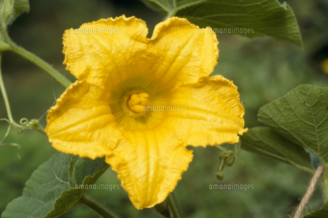 カボチャの雌花 の写真素材 イラスト素材 アマナイメージズ