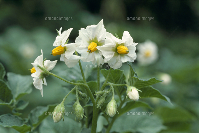 ジャガイモの花 の写真素材 イラスト素材 アマナイメージズ