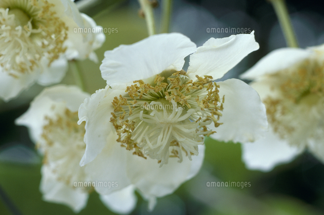 キーウィフルーツの花 の写真素材 イラスト素材 アマナイメージズ