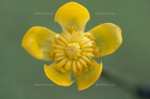 コウホネの花 の写真素材 イラスト素材 アマナイメージズ