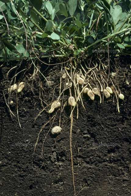収穫前のピーナッツ の写真素材 イラスト素材 アマナイメージズ