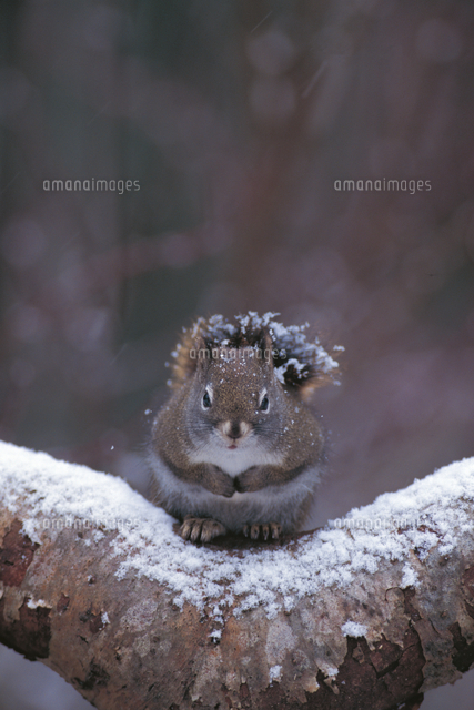 降雪の中 樹上でうずくまるアメリカアカリス の写真素材 イラスト素材 アマナイメージズ
