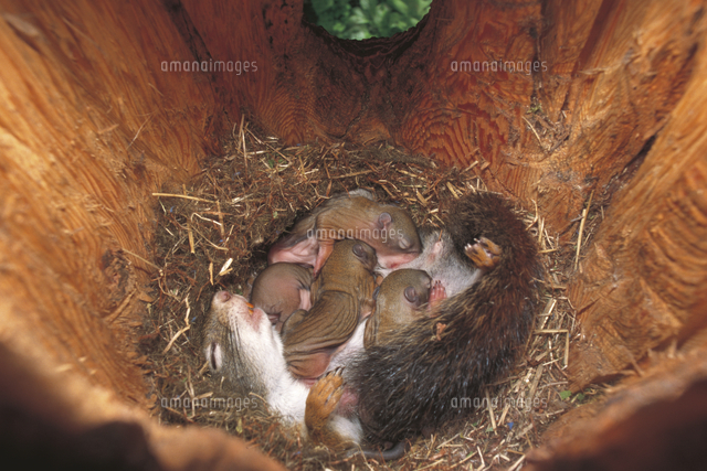 生後22日のアメリカアカリスの子 巣内で母リスのおっぱいに群 の写真素材 イラスト素材 アマナイメージズ