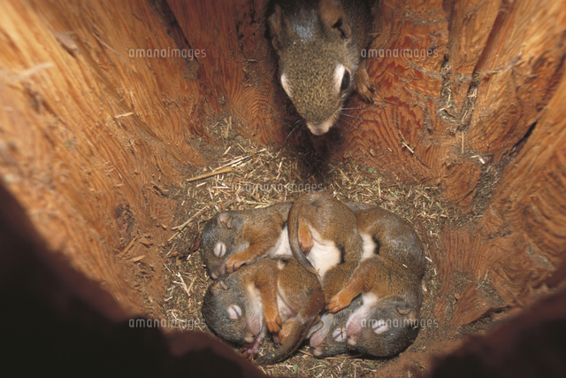 生後35日のアメリカアカリスの子 巣に戻ってきた母リス の写真素材 イラスト素材 アマナイメージズ
