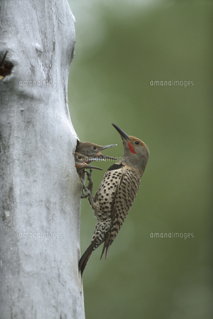 ハシボソキツツキ 巣立ち間近の雛とオス の写真素材 イラスト素材 アマナイメージズ
