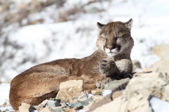 ピューマ マウンテンライオン 食後の昼寝 の写真素材 イラスト素材 アマナイメージズ