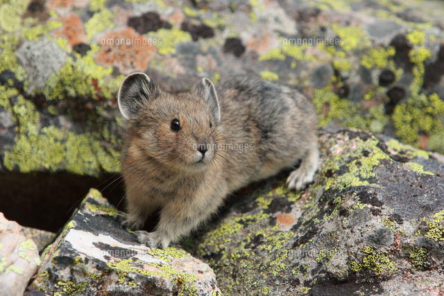 アメリカナキウサギ コケに着色された岩の上 の写真素材 イラスト素材 アマナイメージズ