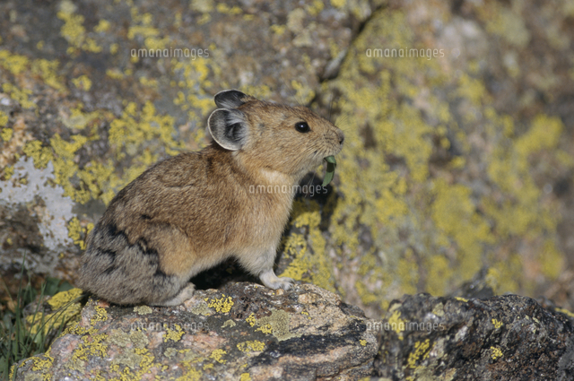 アメリカナキウサギ 食べる の写真素材 イラスト素材 アマナイメージズ