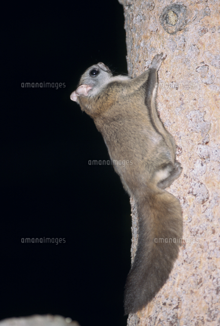 アメリカモモンガ の写真素材 イラスト素材 アマナイメージズ