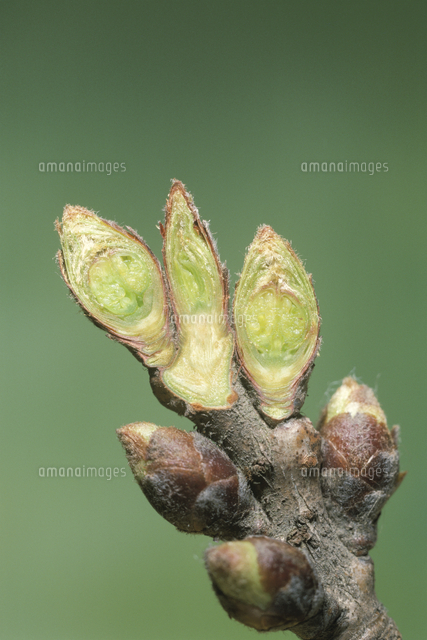冬芽 ソメイヨシノの冬芽 （縦断面）[32171000057]の写真・イラスト素材