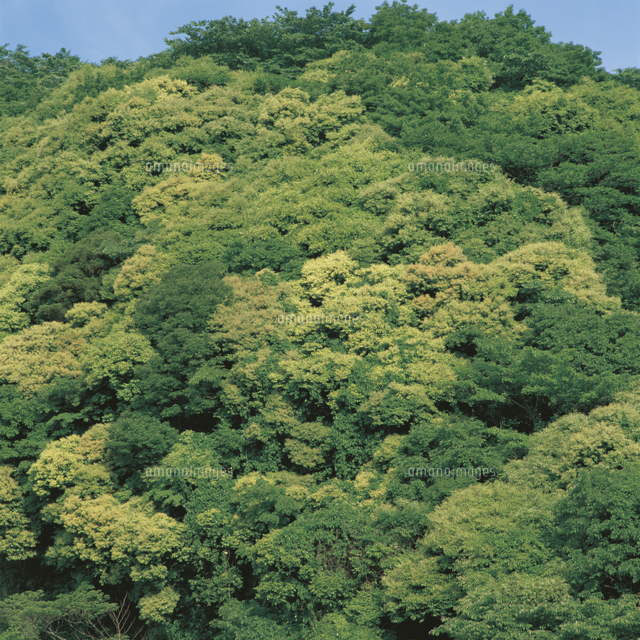照葉樹林 の写真素材 イラスト素材 アマナイメージズ