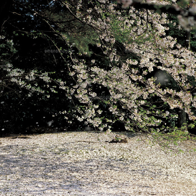 風に花びらを散らすサクラ の写真素材 イラスト素材 アマナイメージズ 風に花びらを散らすサクラ の写真素材 イラスト素材 アマナイメージズ