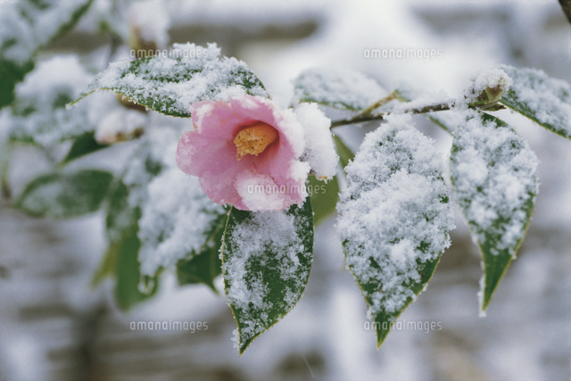 雪中のツバキの花 の写真素材 イラスト素材 アマナイメージズ
