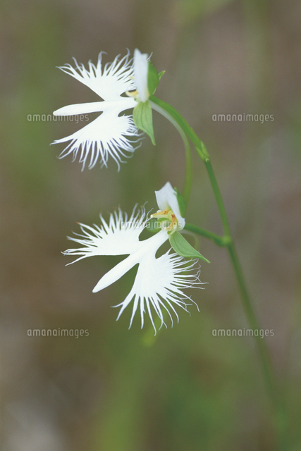 サギソウの花 の写真素材 イラスト素材 アマナイメージズ サギソウの花 の写真素材 イラスト素材 アマナイメージズ
