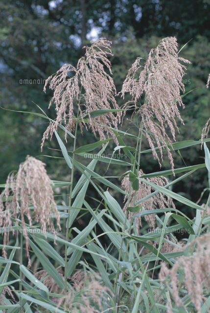 アシ ヨシ の写真素材 イラスト素材 アマナイメージズ