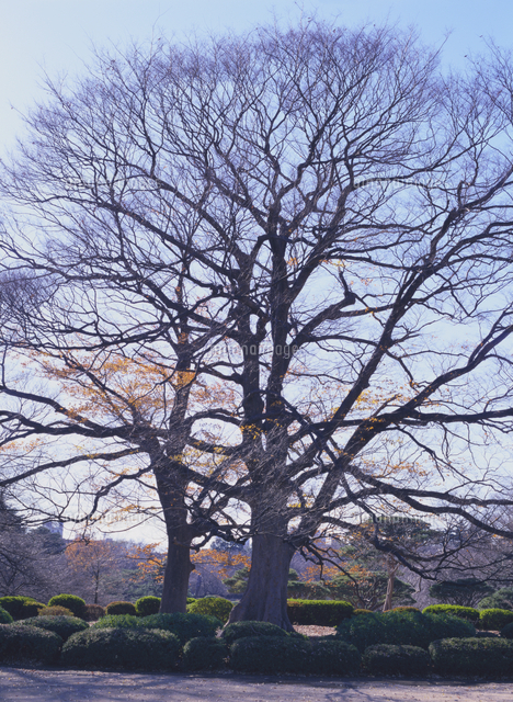 ケヤキ 冬の樹 の写真素材 イラスト素材 アマナイメージズ ケヤキ 冬の樹 の写真素材 イラスト素材 アマナイメージズ