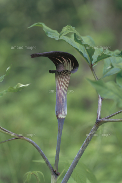 マムシグサの花 の写真素材 イラスト素材 アマナイメージズ
