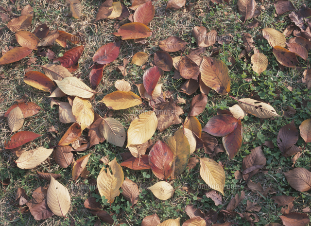 紅葉したソメイヨシノ（サクラ）の落ち葉[32171000756]の写真