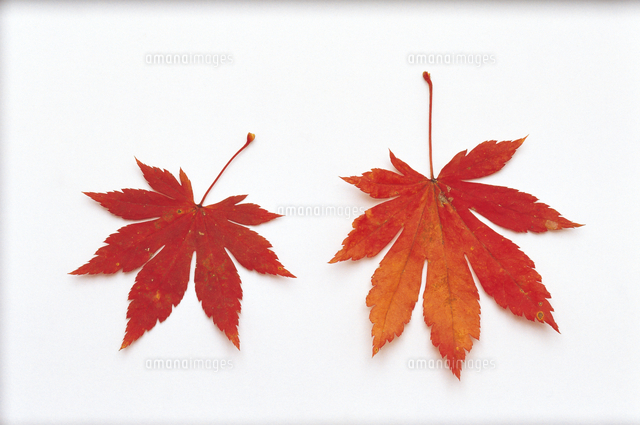 ヤマモミジ 紅葉 切り抜き の写真素材 イラスト素材 アマナイメージズ