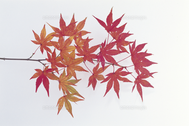 イロハモミジ（イロハカエデ・タカオカエデ）の紅葉の枝[32171001203