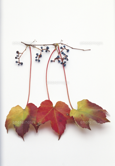 ツタの紅葉と実 の写真素材 イラスト素材 アマナイメージズ